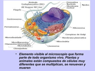 • Elemento visible al microscopio que forma
parte de todo organismo vivo. Plantas y
animales están compuestos de células muy
diferentes que se multiplican, se renuevan y
mueren
 