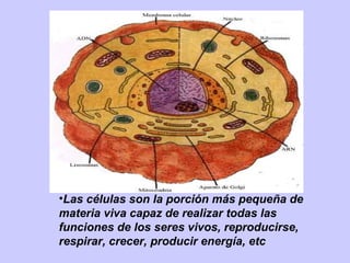•Las células son la porción más pequeña de
materia viva capaz de realizar todas las
funciones de los seres vivos, reproducirse,
respirar, crecer, producir energía, etc
 