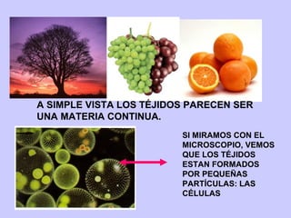 A SIMPLE VISTA LOS TÉJIDOS PARECEN SER
UNA MATERIA CONTINUA.
SI MIRAMOS CON EL
MICROSCOPIO, VEMOS
QUE LOS TÉJIDOS
ESTAN FORMADOS
POR PEQUEÑAS
PARTÍCULAS: LAS
CÉLULAS
 