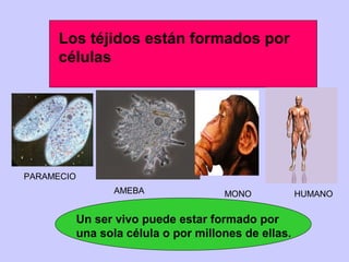 Los téjidos están formados por
células
Un ser vivo puede estar formado por
una sola célula o por millones de ellas.
PARAMECIO
AMEBA MONO HUMANO
 