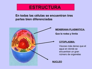 ESTRUCTURA
En todas las células se encuentran tres
partes bien diferenciadas
MENBRANA PLASMÁTICA:
Que la rodea y limita
CITOPLASMA:
Viscoso más denso que el
agua en donde se
encuentran un gran
número de organelas
NUCLEO
 