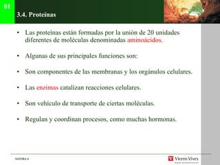 3.4.  Prote í nas Las proteínas están formadas por la unión de 20 unidades diferentes de moléculas denominadas  aminoácidos . Algunas de sus principales funciones son: Son componentes de las membranas y los orgánulos celulares. Las  enzimas  catalizan reacciones celulares. Son vehículo de transporte de ciertas moléculas. Regulan y coordinan procesos, como muchas hormonas. 01 