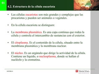 4.2.  Estructura de la c élula eucariota Las células  eucariotas  son más grandes y complejas que las procariotas y pueden ser animales o vegetales. En la célula eucariota se distinguen: La  membrana plasmática . Es una capa continua que rodea la célula y controla el intercambio de sustancias con el exterior. El  citoplasma . Es el contenido de la célula, situado entre la membrana plasmática y la membrana nuclear. El  núcleo . Es un orgánulo que dirige la actividad de la célula. Contiene un líquido, o  nucleoplasma , donde se hallan el nucléolo y la cromatina. 01 
