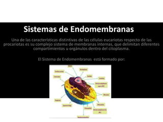 Una de las características distintivas de las células eucariotas respecto de las
procariotas es su complejo sistema de membranas internas, que delimitan diferentes
compartimientos u orgánulos dentro del citoplasma.
El Sistema de Endomembranas está formado por:
Sistemas de Endomembranas
 