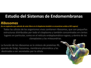 Ribosomas
(es un orgánulos que además de estar libres en el citoplasma también se encuentran unidos al RE rugoso)
Todas las células de los organismos vivos contienen ribosomas, que son pequeñas
estructuras distribuidas por todo el citoplasma y también concentradas en ciertos
lugares en particular, como en el retículo endoplasmático rugoso, y dentro de los
cloroplastos y las mitocondrias.
La función de los ribosomas es la síntesis de proteínas RE,
aparato de Golgi, lisosomas, membrana plasmática y las
destinadas a ser secretadas por la célula.
Estudio del Sistemas de Endomembranas
 