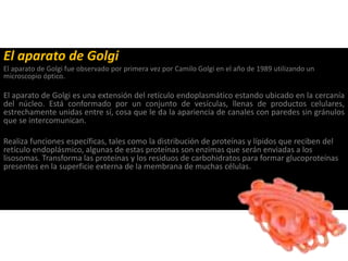 El aparato de Golgi
El aparato de Golgi fue observado por primera vez por Camilo Golgi en el año de 1989 utilizando un
microscopio óptico.
El aparato de Golgi es una extensión del retículo endoplasmático estando ubicado en la cercanía
del núcleo. Está conformado por un conjunto de vesículas, llenas de productos celulares,
estrechamente unidas entre sí, cosa que le da la apariencia de canales con paredes sin gránulos
que se intercomunican.
Realiza funciones específicas, tales como la distribución de proteínas y lípidos que reciben del
retículo endoplásmico, algunas de estas proteínas son enzimas que serán enviadas a los
lisosomas. Transforma las proteínas y los residuos de carbohidratos para formar glucoproteínas
presentes en la superficie externa de la membrana de muchas células.
 