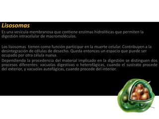 Lisosomas
Es una vesícula membranosa que contiene enzimas hidrolíticas que permiten la
digestión intracelular de macromoléculas.
Los lisosomas tienen como función participar en la muerte celular. Contribuyen a la
desintegración de células de desecho. Queda entonces un espacio que puede ser
ocupado por otra célula nueva.
Dependiendo la procedencia del material implicado en la digestión se distinguen dos
procesos diferentes: vacuolas digestivas o heterofágicas, cuando el sustrato procede
del exterior, y vacuolas autofágicas, cuando procede del interior.
 