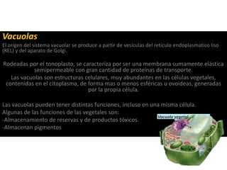 Vacuolas
El origen del sistema vacuolar se produce a partir de vesículas del retículo endoplasmatico liso
(REL) y del aparato de Golgi.
Rodeadas por el tonoplasto, se caracteriza por ser una membrana sumamente elástica
semipermeable con gran cantidad de proteínas de transporte.
Las vacuolas son estructuras celulares, muy abundantes en las células vegetales,
contenidas en el citoplasma, de forma mas o menos esféricas u ovoideas, generadas
por la propia célula.
Las vacuolas pueden tener distintas funciones, incluso en una misma célula.
Algunas de las funciones de las vegetales son:
-Almacenamiento de reservas y de productos tóxicos.
-Almacenan pigmentos
 
