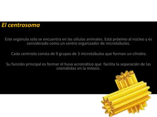 El centrosoma
Este orgánulo solo se encuentra en las células animales. Está próximo al núcleo y es
considerado como un centro organizador de microtúbulos.
Cada centriolo consta de 9 grupos de 3 microtúbulos que forman un cilindro.
Su función principal es formar el huso acromático que facilita la separación de las
cromátidas en la mitosis.
 