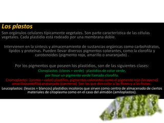 Los plastos
Son orgánulos celulares típicamente vegetales. Son parte característica de las células
vegetales. Cada plastidio está rodeado por una membrana doble.
Intervienen en la síntesis y almacenamiento de sustancias orgánicas como carbohidratos,
lípidos y proteínas. Pueden llevar diversos pigmentos colorantes, como la clorofila y
carotenoides (pigmento rojo, amarillo o anaranjado) .
Por los pigmentos que poseen los plastidios, son de las siguientes clases:
Cloroplastos: (cloros = verde) : plastidios de color verde,
por llevar un pigmento verde llamado clorofila.
Cromoplastos: (cromo = color) plastillos, pigmentos colorantes como el pigmento rojo (lecopeno)
amarillo(xantofila) anaranjado (caroteno). Son los que dan color a las flores y a las frutas .
Leucoplastos: (leucos = blancos) plastidios incoloros que sirven como centro de almacenado de ciertos
materiales de citoplasma como en el caso del almidón (amiloplastos).
 