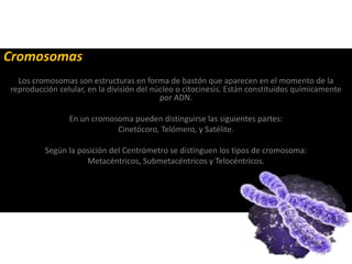 Cromosomas
Los cromosomas son estructuras en forma de bastón que aparecen en el momento de la
reproducción celular, en la división del núcleo o citocinesis. Están constituidos químicamente
por ADN.
En un cromosoma pueden distinguirse las siguientes partes:
Cinetócoro, Telómero, y Satélite.
Según la posición del Centrómetro se distinguen los tipos de cromosoma:
Metacéntricos, Submetacéntricos y Telocéntricos.
 