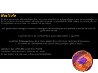 Nucléolo
En el se encuentran alojados todos los contenidos ribosómicos a desarrollarse, envía esta protección en
forma de filtro a la membrana del núcleo y además posee la capacidad del ADN, toda su estructura y forma.
El nucléolo se encuentran en una zona del núcleo celular .
Los genes tienen una región denominada El organizador nuclear (nor) que permite la reunión de todos los
genes ribosomales.
Según el número de cromosomas se pueden generalizar lo siguiente:
-Las células de los organismos de la misma especie tienen el mismo número de cromosomas.
- El número de cromosomas de las células en los animales y plantas es par.
Las células que tienen dos copias de un mismo
cromosoma se le denomina: Diploides, en cambio
las que poseen una sola copia se le denomina: Haploides.
 