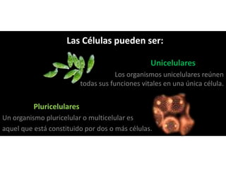 Unicelulares
Los organismos unicelulares reúnen
todas sus funciones vitales en una única célula.
Pluricelulares
Un organismo pluricelular o multicelular es
aquel que está constituido por dos o más células.
Las Células pueden ser:
 