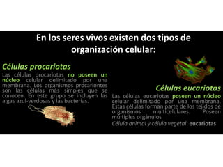 Células eucariotas
Las células eucariotas poseen un núcleo
celular delimitado por una membrana.
Estas células forman parte de los tejidos de
organismos multicelulares. Poseen
múltiples orgánulos
Célula animal y célula vegetal: eucariotas
Células procariotas
Las células procariotas no poseen un
núcleo celular delimitado por una
membrana. Los organismos procariontes
son las células más simples que se
conocen. En este grupo se incluyen las
algas azul-verdosas y las bacterias.
En los seres vivos existen dos tipos de
organización celular:
 