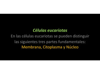 Células eucariotas
En las células eucariotas se pueden distinguir
las siguientes tres partes fundamentales:
Membrana, Citoplasma y Núcleo
 