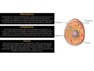 Membrana:
Controla el movimiento de sustancias y da forma a
la célula. Separa el medio externo del interno.
También contiene un gran número de proteínas que
le permite a la célula distinguirse de otras células.
Citoplasma:
Se halla delimitado por la membrana celular, la
cual, comunica el medio interno de la célula con el
externo. En él se realizan prácticamente todas las
reacciones químicas realizadas por los seres vivos.
Núcleo:
Controla las funciones celulares. Este contiene el
genoma de DNA y el aparato sintetizador de RNA.
Es el orgánulo más grande de las células y está
rodeado por dos membranas. Aquí se encuentra el
DNA en forma de cromosomas
 