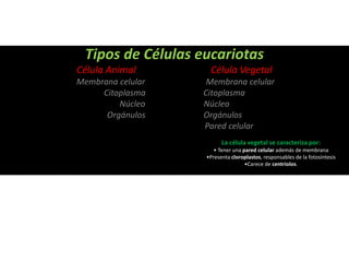 Tipos de Células eucariotas
Célula Animal Célula Vegetal
Membrana celular Membrana celular
Citoplasma Citoplasma
Núcleo Núcleo
Orgánulos Orgánulos
Pared celular
La célula vegetal se caracteriza por:
• Tener una pared celular además de membrana
•Presenta cloroplastos, responsables de la fotosíntesis
•Carece de centriolos.
 