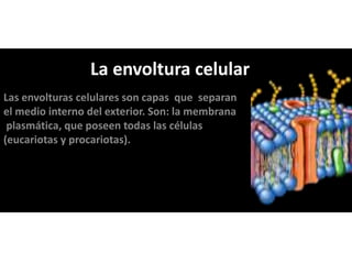 Las envolturas celulares son capas que separan
el medio interno del exterior. Son: la membrana
plasmática, que poseen todas las células
(eucariotas y procariotas).
La envoltura celular
 