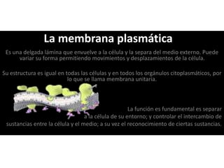 Es una delgada lámina que envuelve a la célula y la separa del medio externo. Puede
variar su forma permitiendo movimientos y desplazamientos de la célula.
Su estructura es igual en todas las células y en todos los orgánulos citoplasmáticos, por
lo que se llama membrana unitaria.
La función es fundamental es separar
a la célula de su entorno; y controlar el intercambio de
sustancias entre la célula y el medio; a su vez el reconocimiento de ciertas sustancias.
La membrana plasmática
 