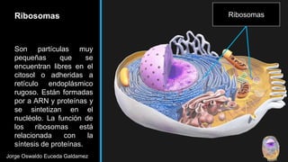 La célula y sus parte para colegio.pptx