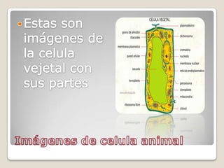 Imágenes de celula animalEstas son imágenes de la celulavejetal con sus partes