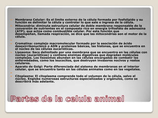 Partes de la celula animalMembrana Celular: Es el limite externo de la célula formada por fosfolipido y su función es delimitar la célula y controlar lo que sale e ingresa de la célula.Mitocondria: diminuta estructura celular de doble membrana responsable de la conversión de nutrientes en el compuesto rico en energía trifosfato de adenosina (ATP), que actúa como combustible celular. Por esta función que desempeñan, llamada respiración, se dice que las mitocondrias son el motor de la célula. Cromatina: complejo macromolecular formado por la asociación de ácido desoxirribonucleico o ADN y proteínas básicas, las histonas, que se encuentra en el núcleo de las células eucarióticas.Lisosoma: Saco delimitado por una membrana que se encuentra en las células con núcleo (eucarióticas) y contiene enzimas digestivas que degradan moléculas complejas. Los lisosomas abundan en las células encargadas de combatir las enfermedades, como los leucocitos, que destruyen invasores nocivos y restos celulares.Aparato de Golgi: Parte diferenciada del sistema de membranas en el interior celular, que se encuentra tanto en las células animales como en las vegetales. Citoplasma: El citoplasma comprende todo el volumen de la célula, salvo el núcleo. Engloba numerosas estructuras especializadas y orgánulos, como se describirá más adelante. 