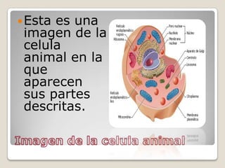 Imagen de la celula animalEsta es una imagen de la celula animal en la que aparecen sus partes descritas.