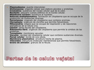 Partes de la celulavejetalPlasmodesmo: puente intercelular. Dictionsoma: organito celular que elabora glúcidos y proteínas.Cromatina: sustancia del núcleo celular que da la color. Nucleolo: pequeno cuerpo esférico en el núcleo celular. Membrana nuclear: envoltura al nucleolo. Reticuloendoplasmatico: formación en citoplasma que se occupa de la producción de sustancias diversas.Peroxisoma: organelo del citoplasma que contiene enzimas. Cloroplasto: orgánulo de clorofila que permite fotosíntesis.Mitocondria: órgano que se occupa de respiración y de reacciones energéticas de la célula viva.Citosol: parte líquida del citoplasma.Ribossoma libre: orgánulo del citoplasma que permite la sintésis de las proteínas.Tonoplasto: membrana vacuolar. Vacuola: cavidad del citoplasma celular que contiene sustancias diversas.Pared celular: borde de una célula.Membrana plasmatica: envoltura hecha de plasma.Tilacoides: estructura molecular membranosa que permite fotosíntesis.Grano de almidón: gránulo de la fécula.