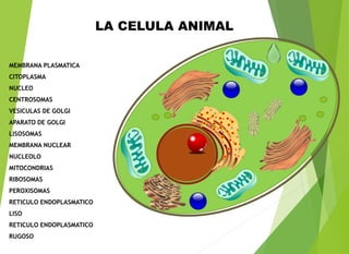 MEMBRANA PLASMATICA
CITOPLASMA
NUCLEO
CENTROSOMAS
VESICULAS DE GOLGI
APARATO DE GOLGI
LISOSOMAS
MEMBRANA NUCLEAR
NUCLEOLO
MITOCONDRIAS
RIBOSOMAS
PEROXISOMAS
RETICULO ENDOPLASMATICO
LISO
RETICULO ENDOPLASMATICO
RUGOSO
LA CELULA ANIMAL
 