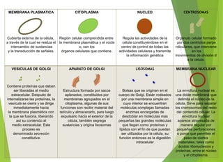 MEMBRANA PLASMATICA
Cubierta externa de la célula,
a través de la cual se realiza el
intercambio de sustancias
y la transducción de señales.
CITOPLASMA
Región celular comprendida entre
la membrana plasmática y el núcle
o, con los
órganos celulares que contiene.
NUCLEO
Regula las actividades de la
célula constituyéndose en el
centro de control de todas las
actividades celulares y transmite
la información genética
CENTROSOMAS
Orgánulo celular formado
por dos centriolos perpe
ndiculares, que interviene
en los
movimientos de división d
e la célula.
VESICULAS DE GOLGI
Contiene proteínas que deben
ser liberadas al medio
extracelular. Después de
internalizarse las proteínas, la
vesícula se cierra y se dirige
inmediatamente hacia
la membrana plasmática con
la que se fusiona, liberando
así su contenido al
medio extracelular. Este
proceso es
denominado secreción
constitutiva.
APARATO DE GOLGI
Estructura formada por sacos
aplanados, constituidos por
membranas agrupados en el
citoplasma, algunas de sus
funciones son recibir material del
retículo y almacenarlo, para luego
expulsarlo hacia el exterior de la
célula, también segrega
sustancias y origina lisosomas
LISOSOMAS
Bolsas que se originan en el
cuerpo de Golgi. Están rodeados
por una membrana simple en
cuyo interior se encuentran
moléculas complejas llamadas
enzimas encargadas de
desdoblar en moléculas mas
pequeñas las grandes moléculas
que llegan como proteínas y
lípidos con el fin de que puedan
ser utilizados por la célula, su
función entonces es la digestión
intracelular
MEMBRANA NUCLEAR
La envoltura nuclear es
una doble membrana que
delimita el núcleo de la
célula. Sirve para separar
los cromosomas del resto
del contenido celular. La
envoltura nuclear
aparece atravesada de
manera regular por
pequeñas perforaciones
o poros que permiten el
paso de ciertos
materiales, tales como
ácidos ribonucleicos y
proteínas, entre el núcleo
y el citoplasma.
 