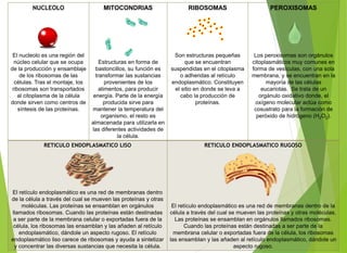NUCLEOLO
El nucleolo es una región del
núcleo celular que se ocupa
de la producción y ensamblaje
de los ribosomas de las
células. Tras el montaje, los
ribosomas son transportados
al citoplasma de la célula
donde sirven como centros de
síntesis de las proteínas.
MITOCONDRIAS
Estructuras en forma de
bastoncillos, su función es
transformar las sustancias
provenientes de los
alimentos, para producir
energía. Parte de la energía
producida sirve para
mantener la temperatura del
organismo, el resto es
almacenada para utilizarla en
las diferentes actividades de
la célula.
RIBOSOMAS
Son estructuras pequeñas
que se encuentran
suspendidas en el citoplasma
o adheridas al retículo
endoplasmático. Constituyen
el sitio en donde se leva a
cabo la producción de
proteínas.
PEROXISOMAS
Los peroxisomas son orgánulos
citoplasmáticos muy comunes en
forma de vesículas, con una sola
membrana, y se encuentran en la
mayoría de las células
eucariotas. ​​ Se trata de un
orgánulo oxidativo donde, el
oxígeno molecular actúa como
cosustrato para la formación de
peróxido de hidrógeno (H2O2).
RETICULO ENDOPLASMATICO LISO
El retículo endoplasmático es una red de membranas dentro
de la célula a través del cual se mueven las proteínas y otras
moléculas. Las proteínas se ensamblan en orgánulos
llamados ribosomas. Cuando las proteínas están destinadas
a ser parte de la membrana celular o exportadas fuera de la
célula, los ribosomas las ensamblan y las añaden al retículo
endoplasmático, dándole un aspecto rugoso. El retículo
endoplasmático liso carece de ribosomas y ayuda a sintetizar
y concentrar las diversas sustancias que necesita la célula.
RETICULO ENDOPLASMATICO RUGOSO
El retículo endoplasmático es una red de membranas dentro de la
célula a través del cual se mueven las proteínas y otras moléculas.
Las proteínas se ensamblan en orgánulos llamados ribosomas.
Cuando las proteínas están destinadas a ser parte de la
membrana celular o exportadas fuera de la célula, los ribosomas
las ensamblan y las añaden al retículo endoplasmático, dándole un
aspecto rugoso.
 