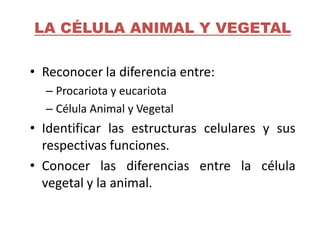 LA CÉLULA ANIMAL Y VEGETAL

• Reconocer la diferencia entre:
  – Procariota y eucariota
  – Célula Animal y Vegetal
• Iden...
