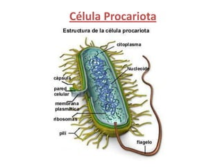 Célula Procariota
 