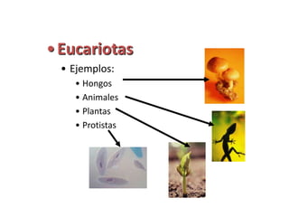 • Eucariotas
 • Ejemplos:
   • Hongos
   • Animales
   • Plantas
   • Protistas
 