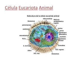 Célula Eucariota Animal
 