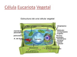 Célula Eucariota Vegetal
 