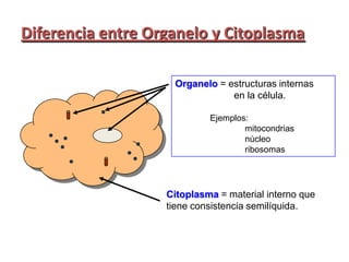 Diferencia entre Organelo y Citoplasma

                    Organelo = estructuras internas
                                en la célula.

                            Ejemplos:
                                    mitocondrias
                                    núcleo
                                    ribosomas




                   Citoplasma = material interno que
                   tiene consistencia semilíquida.
 