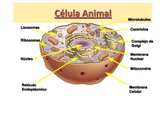 Célula Animal   Microtubulos

Lisosomas
                                Centríolos


Ribosomas                       Complejo de
                                Golgi

                                Membrana
Núcleo                          Nuclear

                                Mitocondria



Retículo
                               Membrana
Endoplásmico
                               Celular
 
