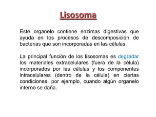 Lisosoma
Este organelo contiene enzimas digestivas que
ayuda en los procesos de descomposición de
bacterias que son incorporadas en las células.

La principal función de los lisosomas es degradar
los materiales extracelulares (fuera de la célula)
incorporados por las células y los componentes
intracelulares (dentro de la célula) en ciertas
condiciones, por ejemplo, cuando algún organelo
interno se daña.
 
