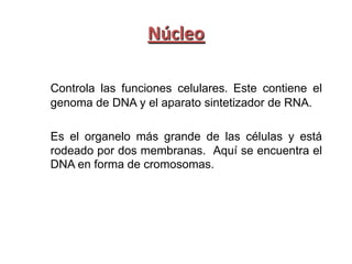 Núcleo

Controla las funciones celulares. Este contiene el
genoma de DNA y el aparato sintetizador de RNA.

Es el organelo más grande de las células y está
rodeado por dos membranas. Aquí se encuentra el
DNA en forma de cromosomas.
 