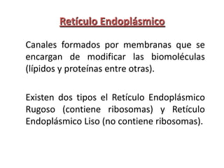Retículo Endoplásmico

Canales formados por membranas que se
encargan de modificar las biomoléculas
(lípidos y proteínas entre otras).

Existen dos tipos el Retículo Endoplásmico
Rugoso (contiene ribosomas) y Retículo
Endoplásmico Liso (no contiene ribosomas).
 