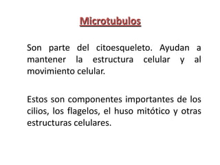 Microtubulos

Son parte del citoesqueleto. Ayudan a
mantener la estructura celular y al
movimiento celular.

Estos son componentes importantes de los
cilios, los flagelos, el huso mitótico y otras
estructuras celulares.
 