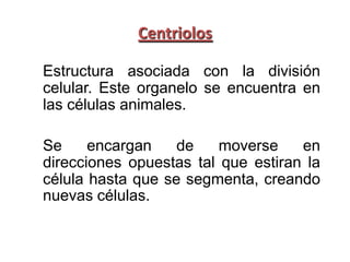 Centriolos

Estructura asociada con la división
celular. Este organelo se encuentra en
las células animales.

Se     encargan    de    moverse    en
direcciones opuestas tal que estiran la
célula hasta que se segmenta, creando
nuevas células.
 