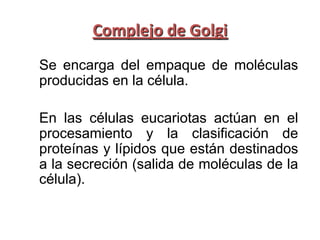 Complejo de Golgi
Se encarga del empaque de moléculas
producidas en la célula.

En las células eucariotas actúan en el
procesamiento y la clasificación de
proteínas y lípidos que están destinados
a la secreción (salida de moléculas de la
célula).
 