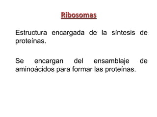 Ribosomas

Estructura encargada de la síntesis de
proteínas.

Se   encargan del       ensamblaje     de
aminoácidos para formar las proteínas.
 