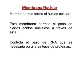Membrana Nuclear
Membrana que forma el núcleo celular.

Esta membrana permite el paso de
ciertos ácidos nucleicos a través de
esta.

Controla el paso de RNA que es
necesario para la síntesis de proteínas.
 