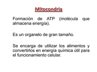 Mitocondria
Formación de ATP        (molécula    que
almacena energía).

Es un organelo de gran tamaño.

Se encarga de utilizar los alimentos y
convertirlos en energía química útil para
el funcionamiento celular.
 