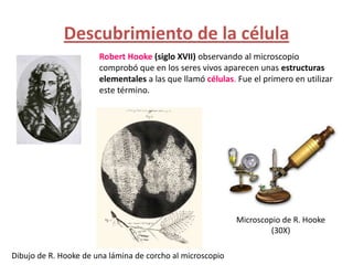 Descubrimiento de la célula
                       Robert Hooke (siglo XVII) observando al microscopio
                       comprobó que en los seres vivos aparecen unas estructuras
                       elementales a las que llamó células. Fue el primero en utilizar
                       este término.




                                                            Microscopio de R. Hooke
                                                                     (30X)

Dibujo de R. Hooke de una lámina de corcho al microscopio
 