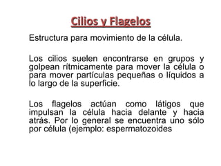 Cilios y Flagelos
Estructura para movimiento de la célula.

Los cilios suelen encontrarse en grupos y
golpean rítmicamente para mover la célula o
para mover partículas pequeñas o líquidos a
lo largo de la superficie.

Los flagelos actúan como látigos que
impulsan la célula hacia delante y hacia
atrás. Por lo general se encuentra uno sólo
por célula (ejemplo: espermatozoides
 