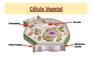 Célula Vegetal

                                 Vacuola
Cloroplasto




Pared Celular                     Membrana
                                  Celular
 